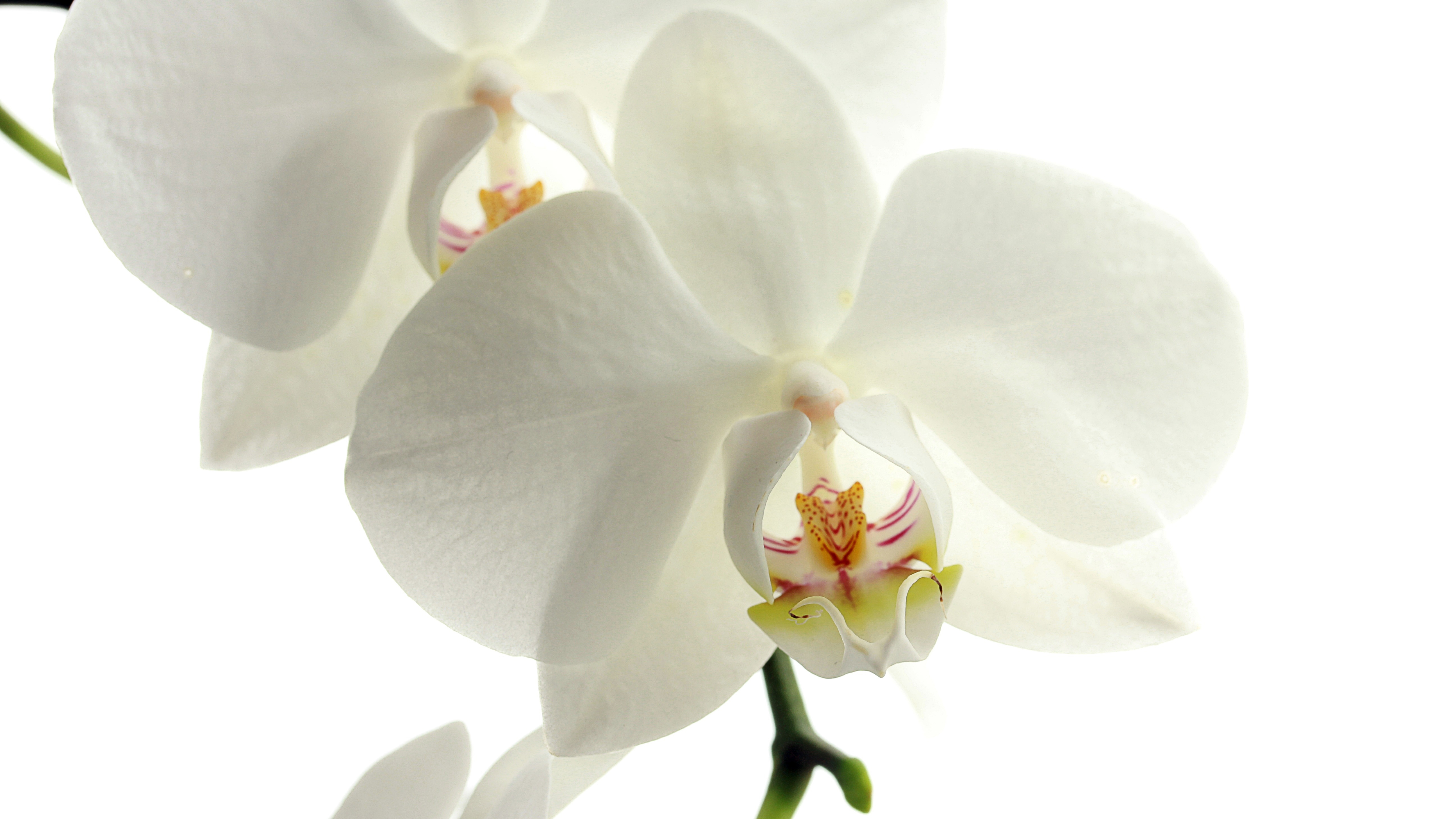 White Orchid - HD Wallpaper 