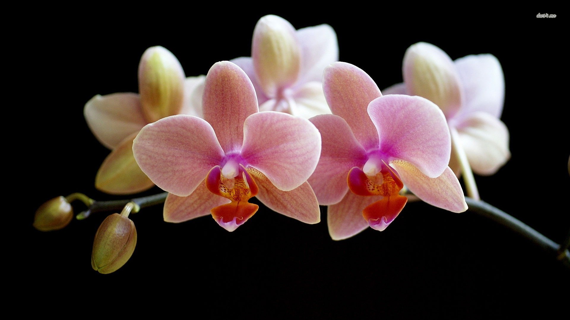 Orchid Wallpaper For Android - HD Wallpaper 