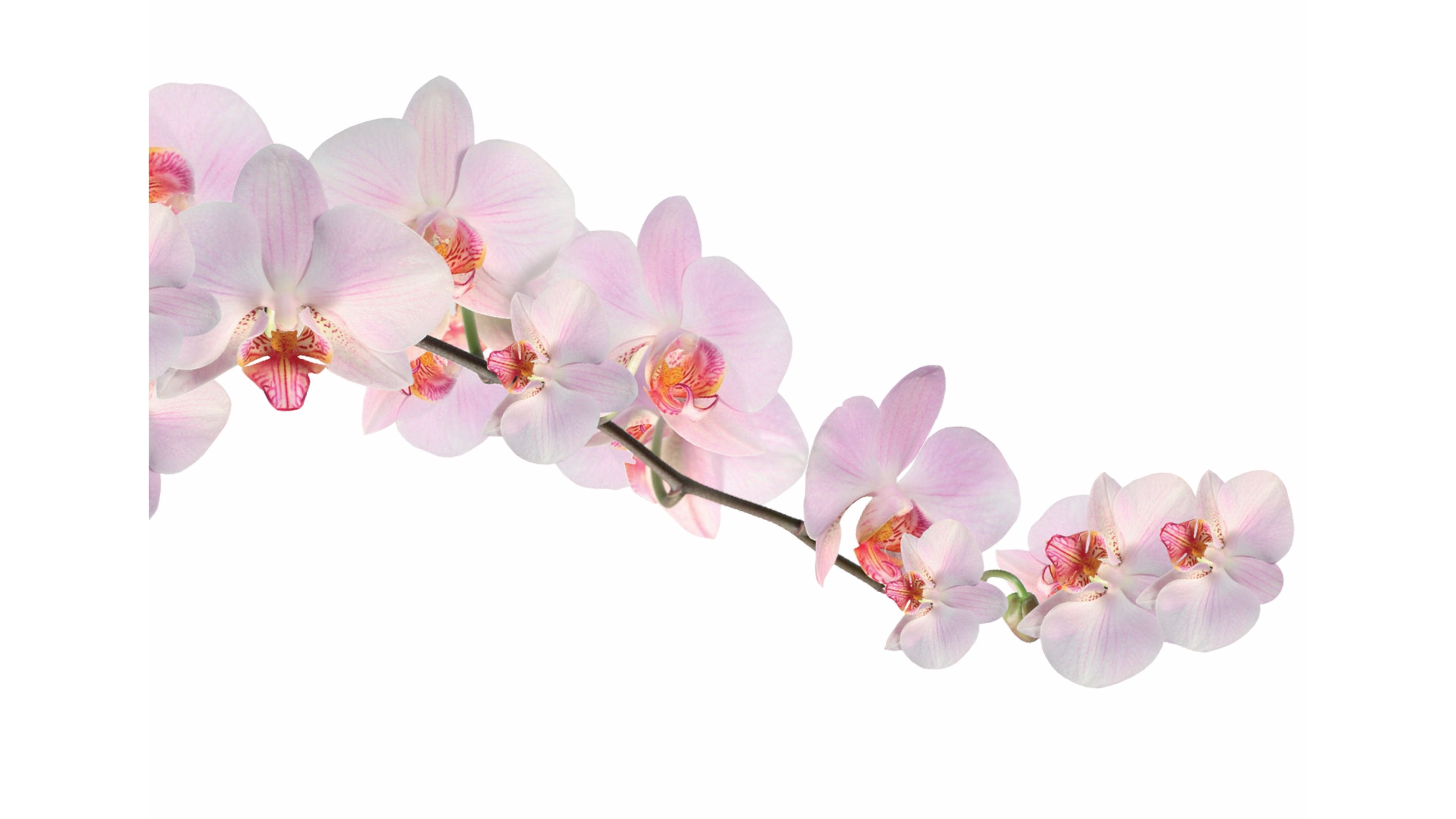 / Pix - White Pink Orchid Png - HD Wallpaper 