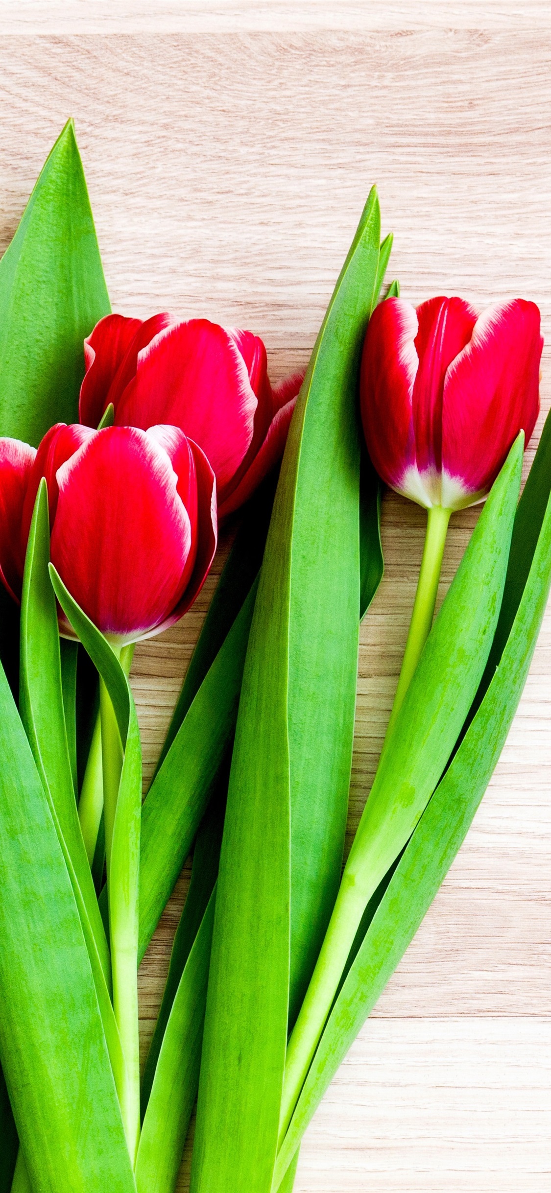 Iphone Wallpaper Red Tulips, Gift - Tulipany W Wazonie Na Tapete ...