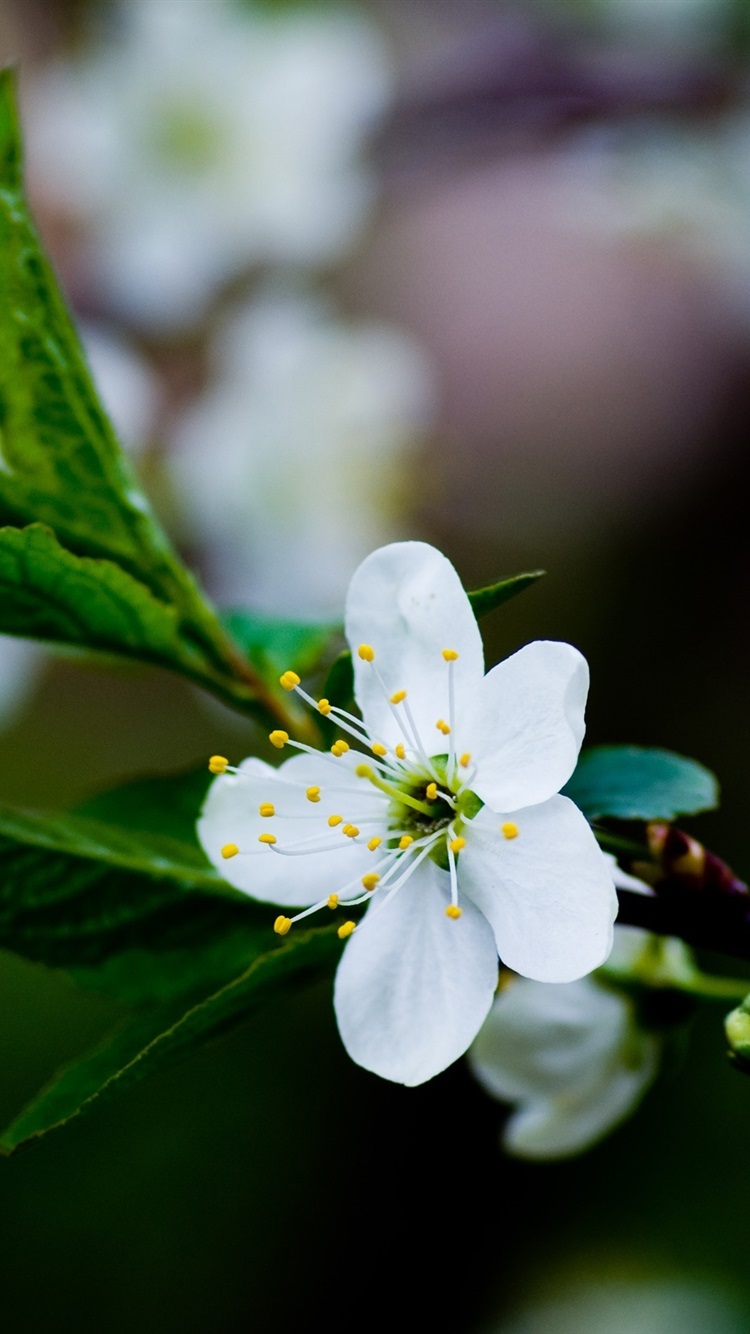Iphone Wallpaper White Cherry Blossoms, Spring Flowers, - Blow Up Like Dynamite - HD Wallpaper 