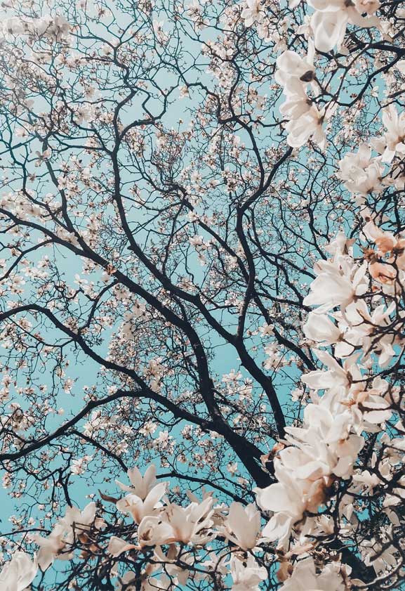 42 Pretty Blossom Iphone Wallpapers, Iphone Wallpapers, - Aesthetic Cherry Blossom Iphone - HD Wallpaper 