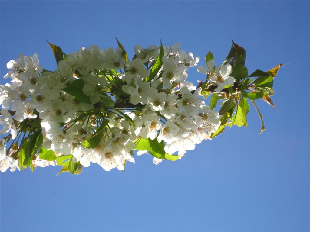 Hydrangea Serrata - HD Wallpaper 