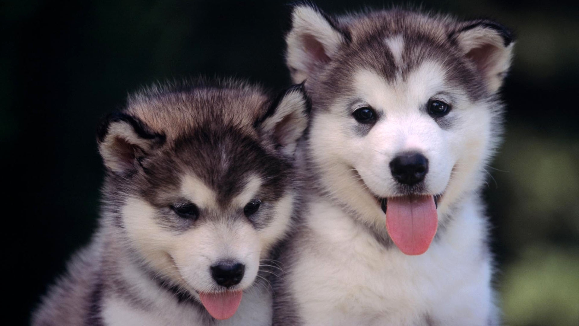 Husky Puppies Wallpapers Download - 1920x1080 Wallpaper - teahub.io