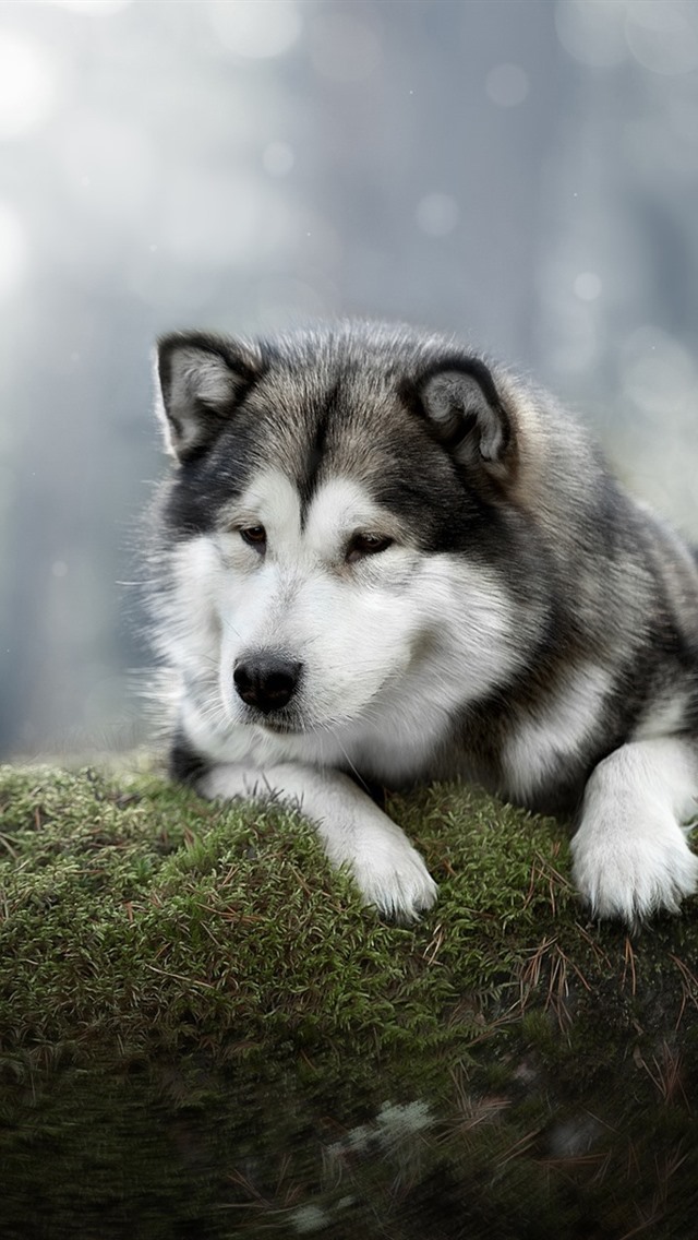 Iphone Wallpaper Cute Dog, Moss - Wallpaper - 640x1136 Wallpaper ...