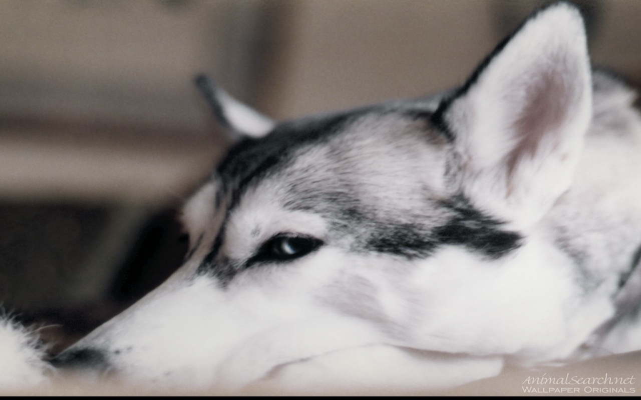 Anjing Siberian Husky Wallpaper Dengan