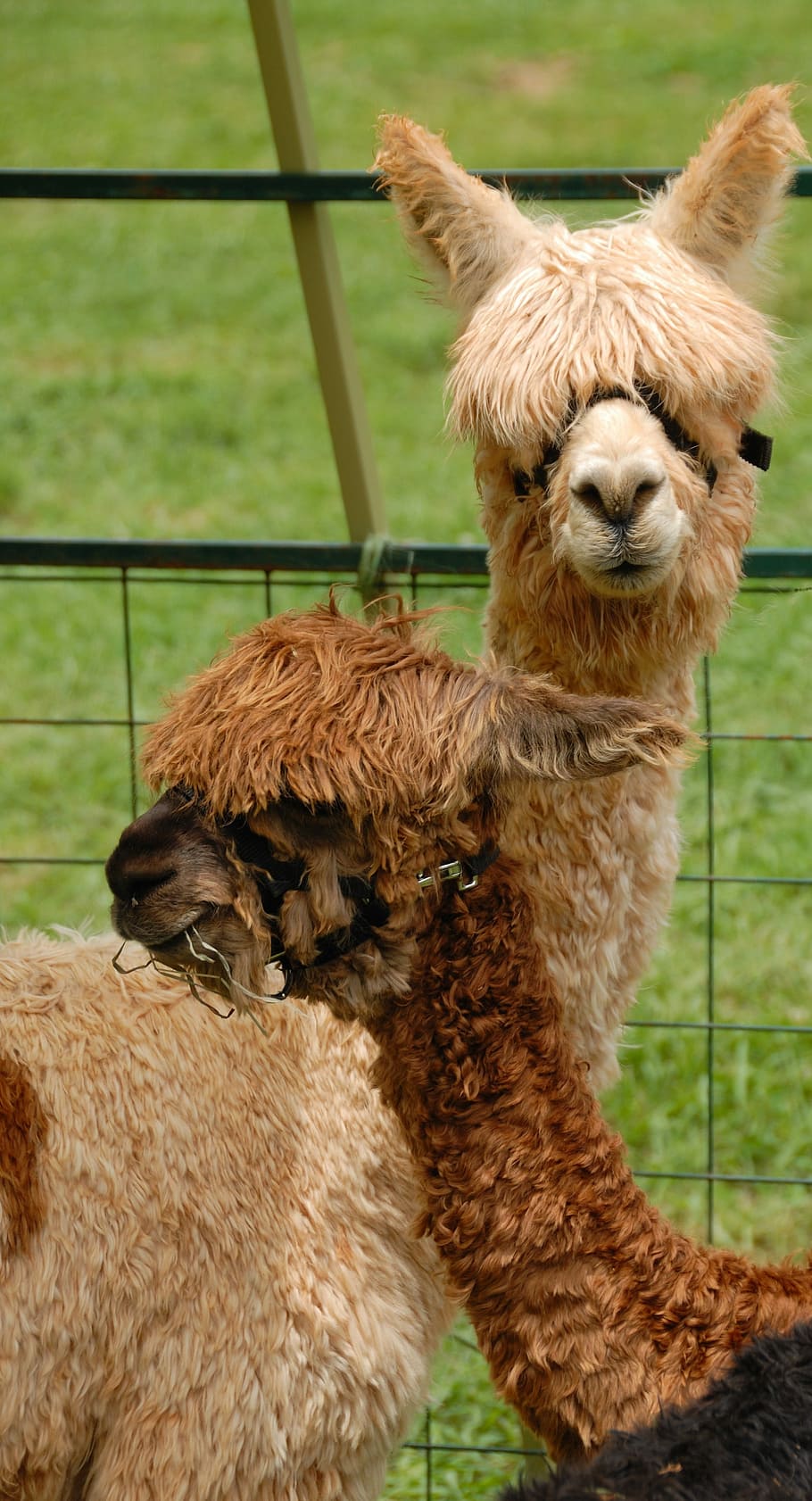 Cute Alpacas Animal Mammal Lama Nature Fur Farm Cute Alpaca 910x16 Wallpaper Teahub Io