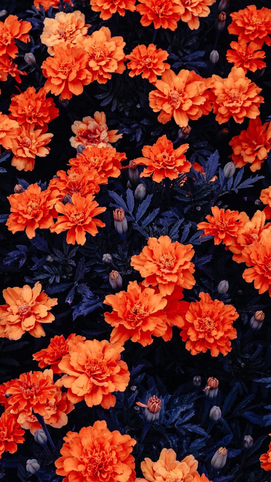 Flower Wallpaper 4k Mobile - 950x1689 Wallpaper 