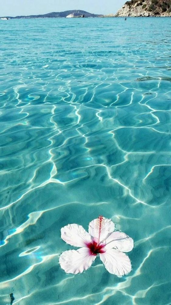 Flowers, Water, And Blue Image - Mar Fondos De Pantalla - 563x1001  Wallpaper - teahub.io