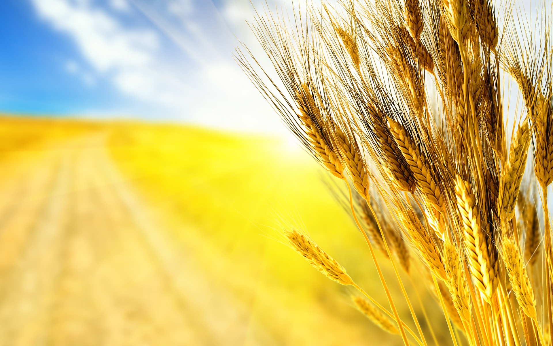 Wheat Hd - HD Wallpaper 