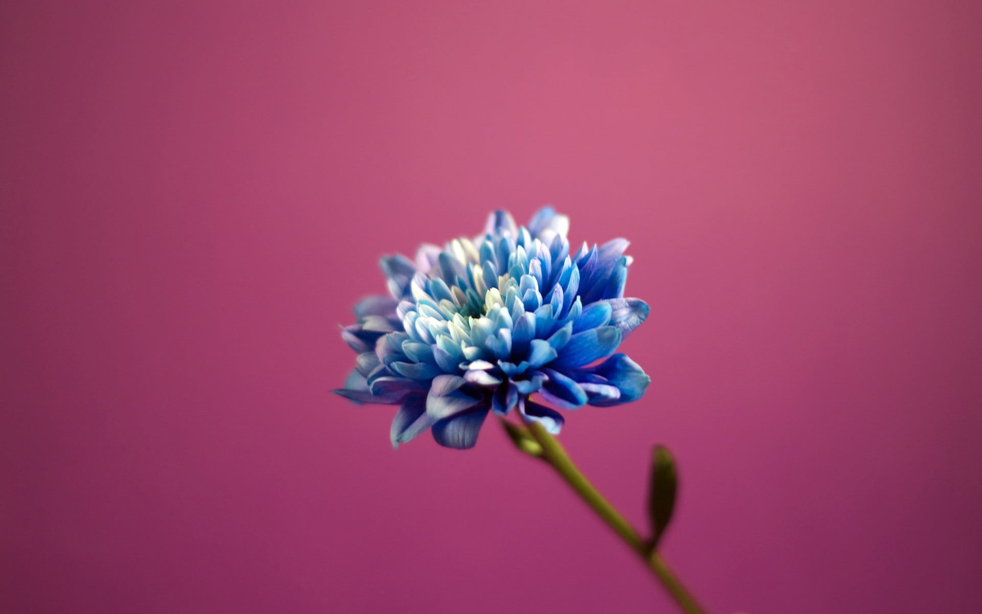 Blue And Pink Floral Wallpaper - HD Wallpaper 