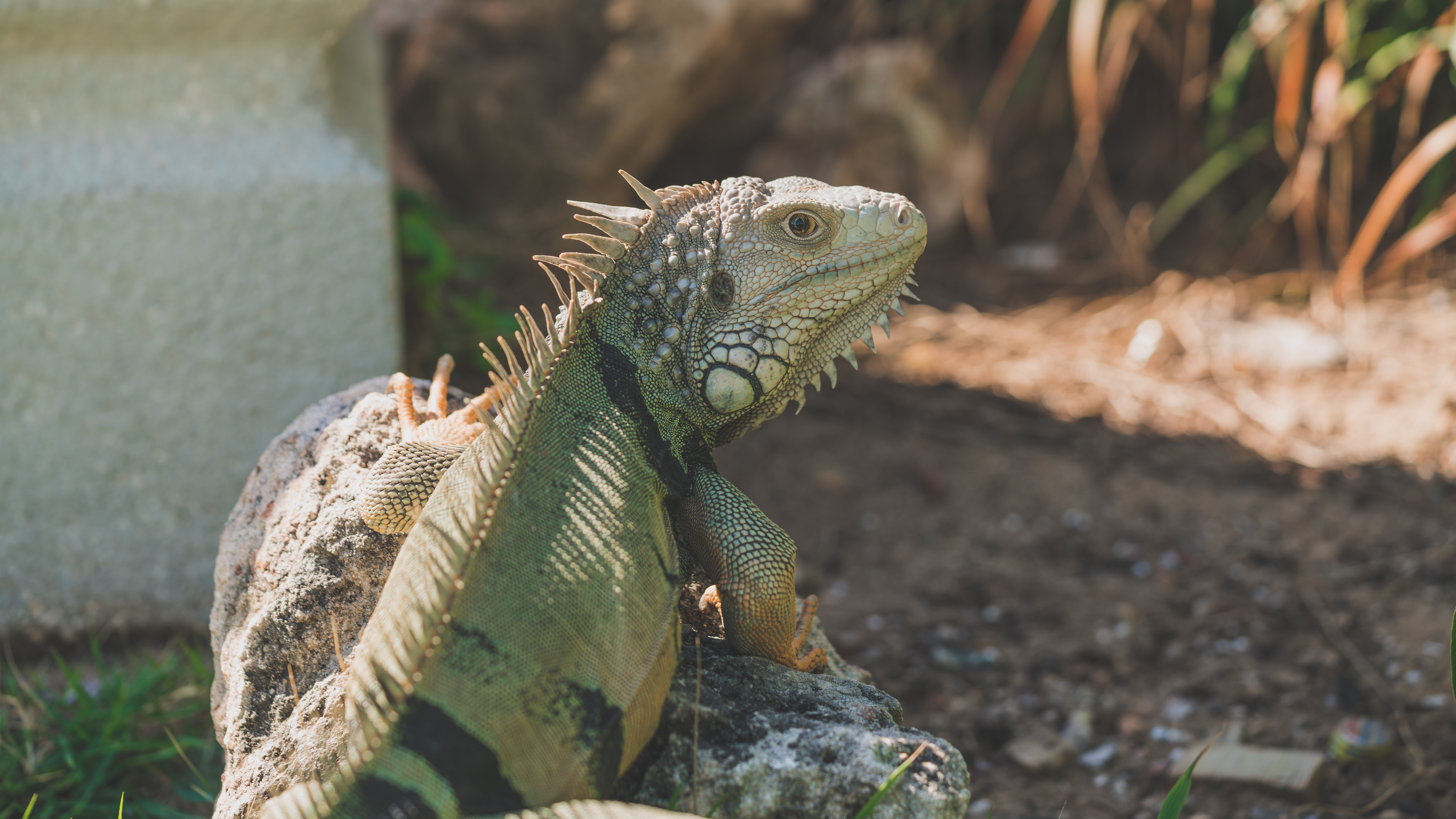 Bearded Dragon Wallpaper 7952x4473 Wallpaper Teahub Io