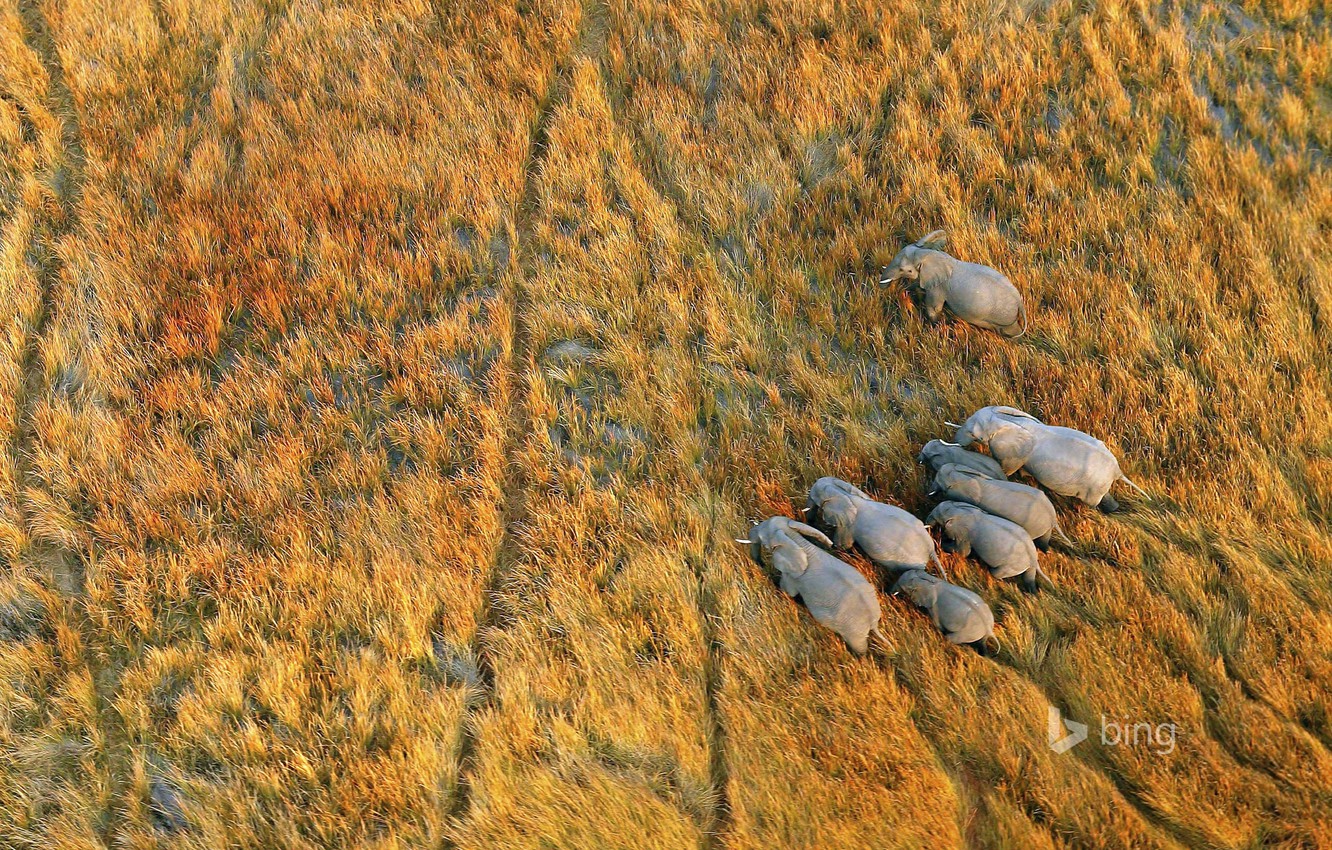 birds eye view elephant