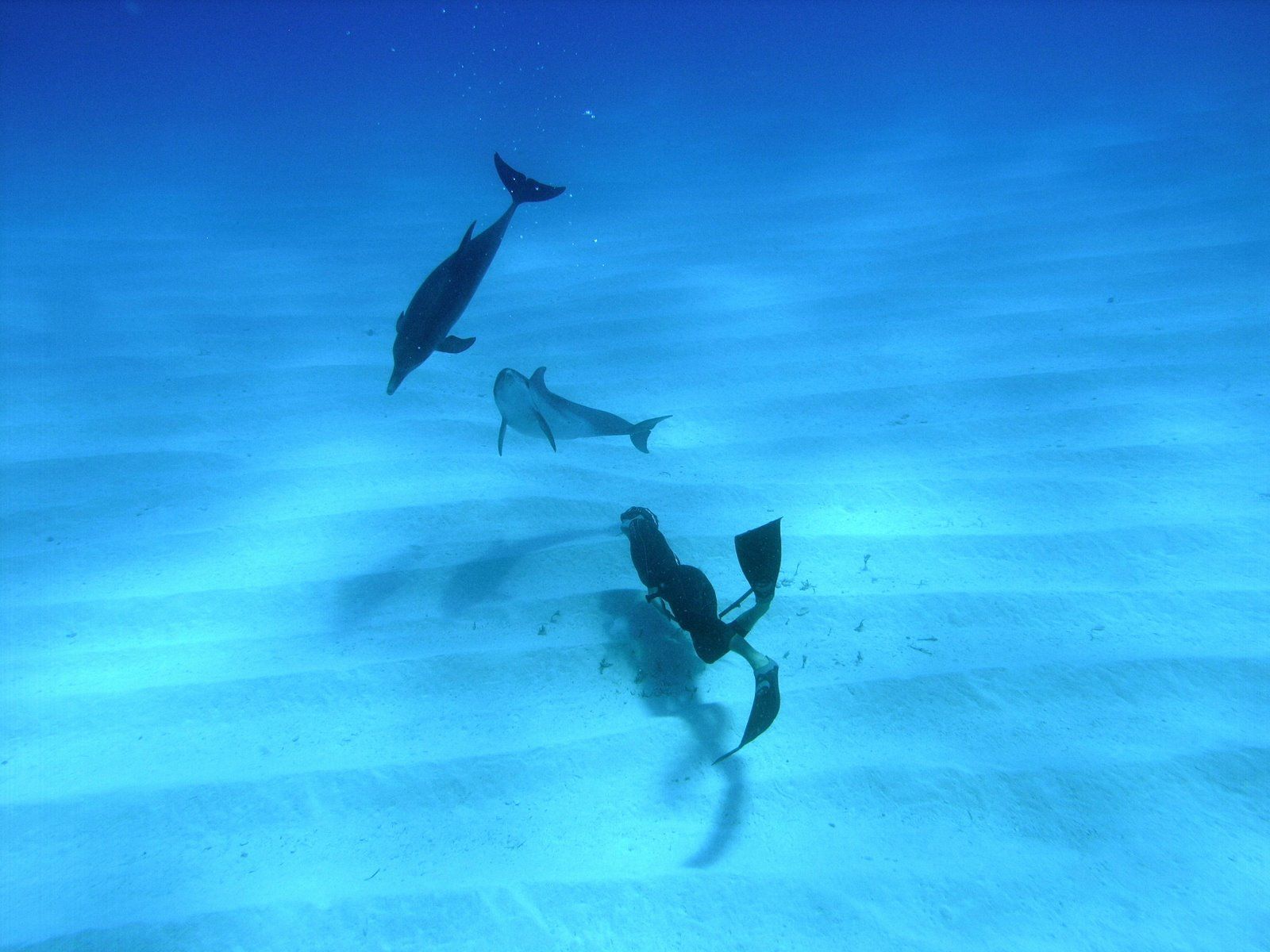 Diving With Dolfins - HD Wallpaper 