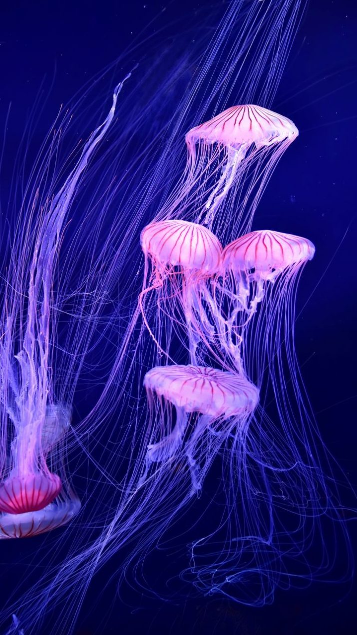 Jellyfish - 715x1271 Wallpaper - teahub.io