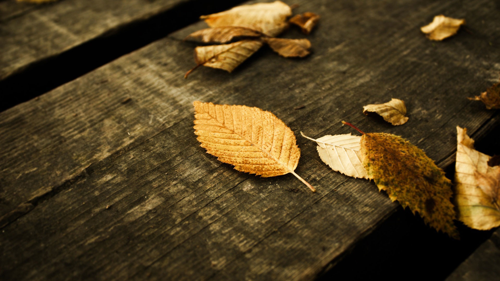 Brown Leaves-summer Plant Wallpaper2014 - Leaves On A Bench - HD Wallpaper 