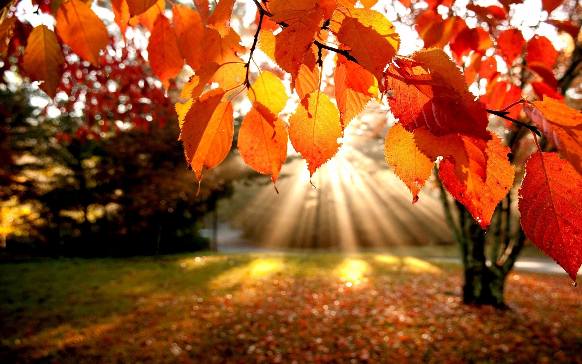 Background Fall - HD Wallpaper 