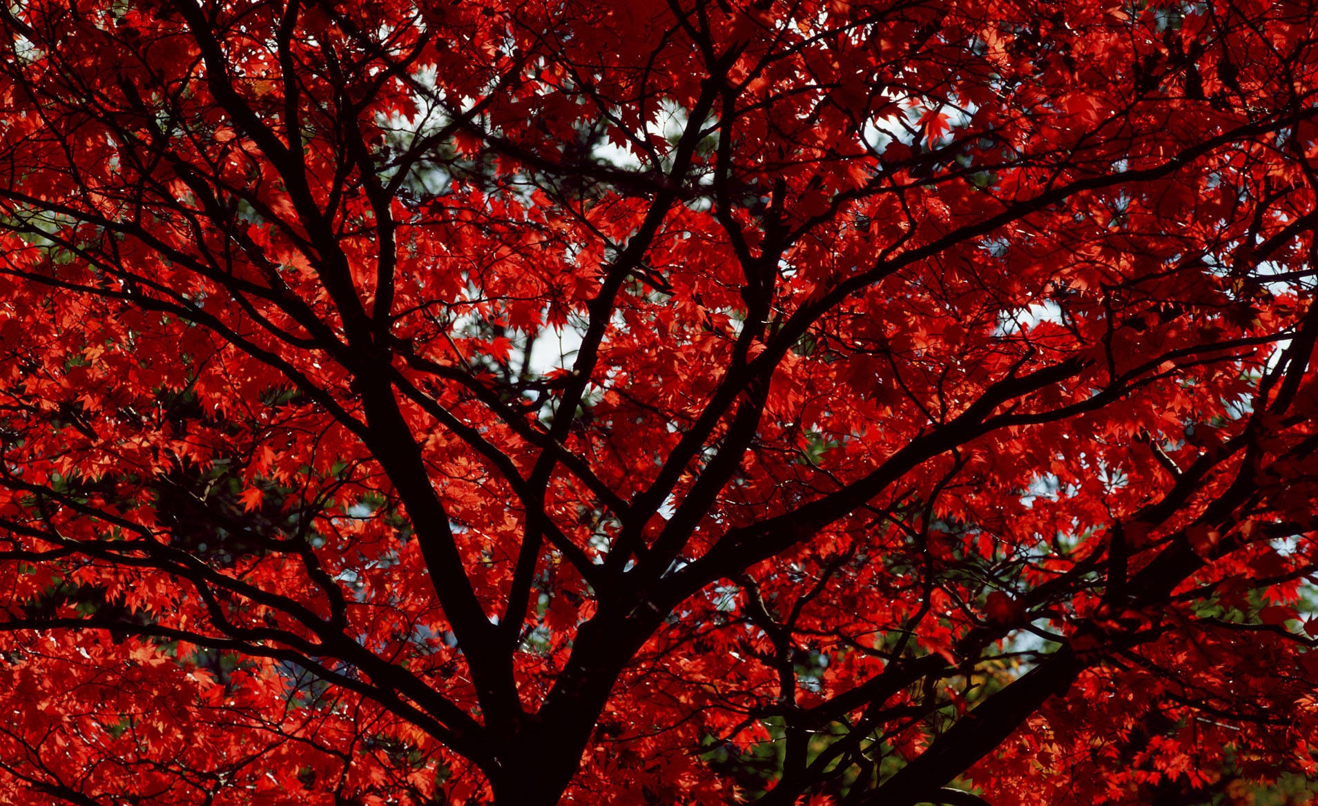 Red Fall - HD Wallpaper 