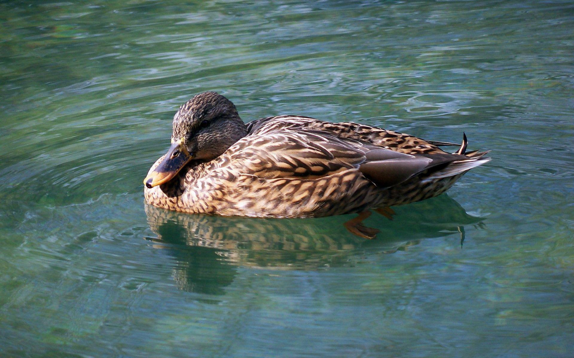 American Black Duck - HD Wallpaper 