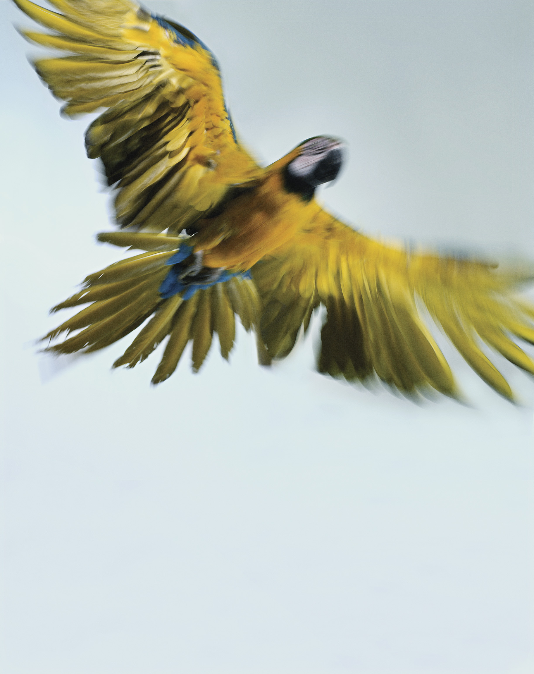 Macaw - HD Wallpaper 