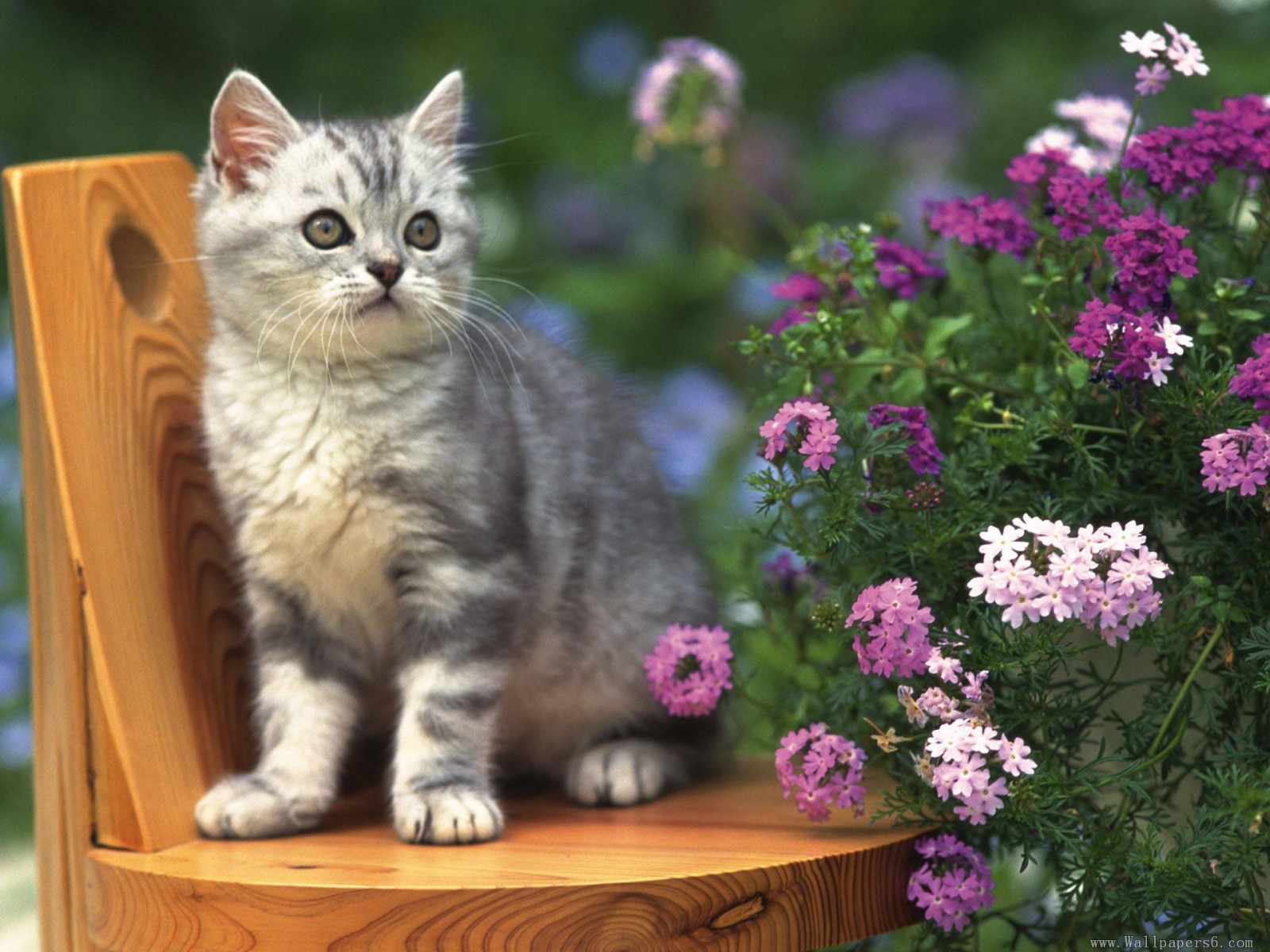 Flowers And Cat Wallpaper Free - 1600x1200 Wallpaper - teahub.io