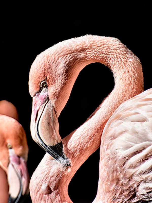 Flamingo Phone Wallpaper - HD Wallpaper 