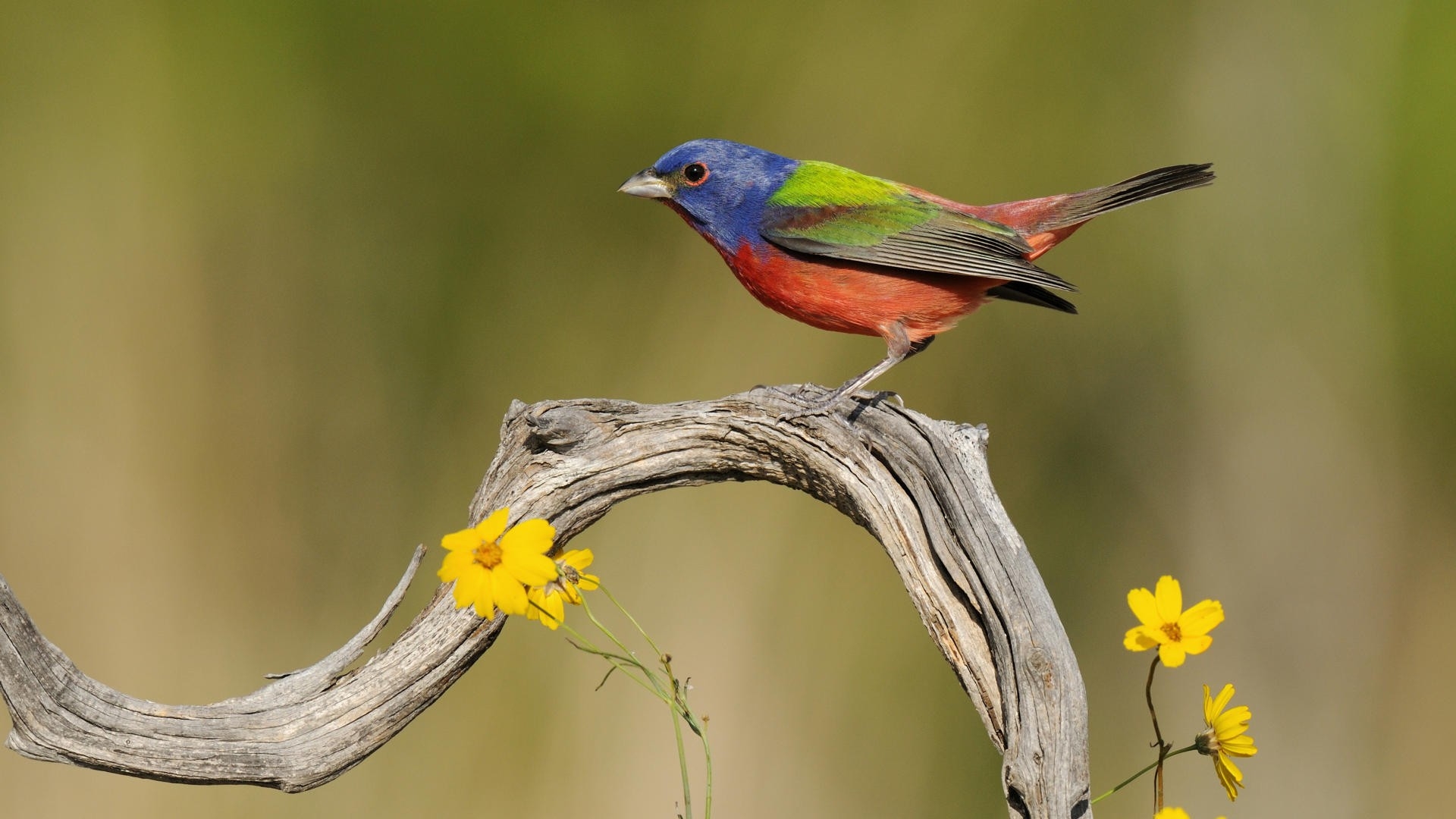 Painted Bunting High Resolution - HD Wallpaper 
