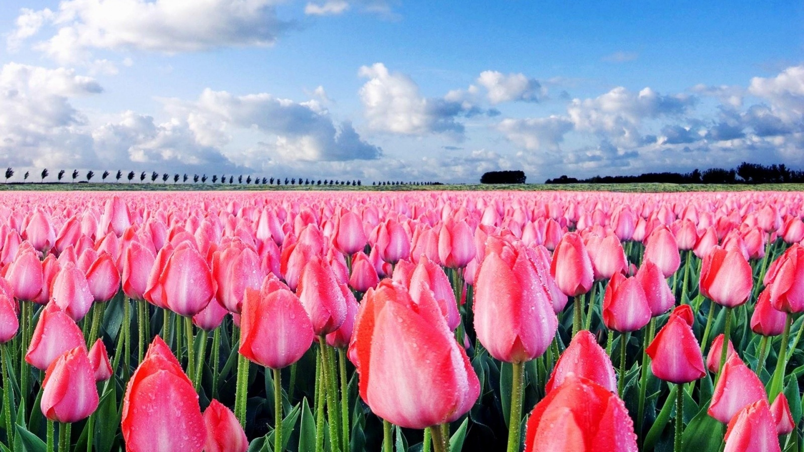 Pink Tulips - High Angle Shot Nature - 1600x900 Wallpaper - Teahub.io