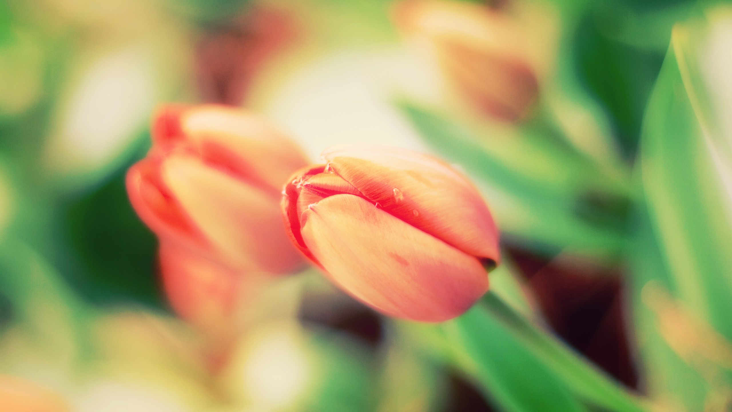 Tulips Wallpapers - Тюльпаны Макро - HD Wallpaper 