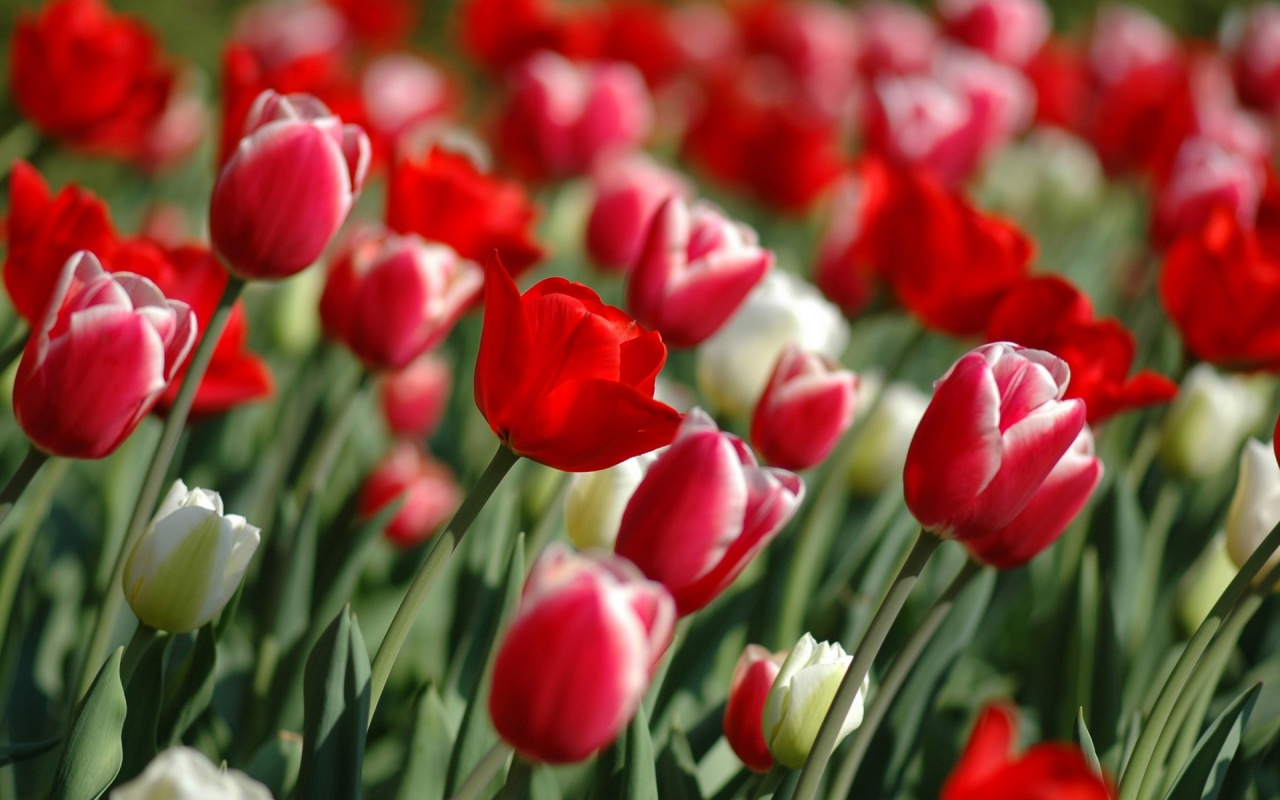 Red Abstract Tulips In Spring Hd Backgrounds