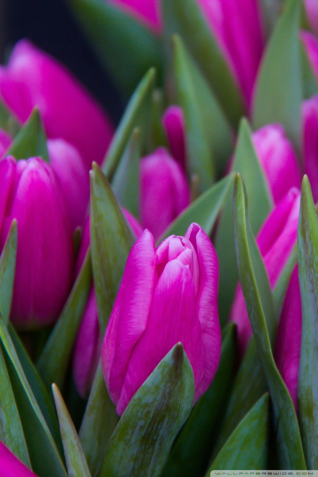 Purple And Pink Tulips - HD Wallpaper 
