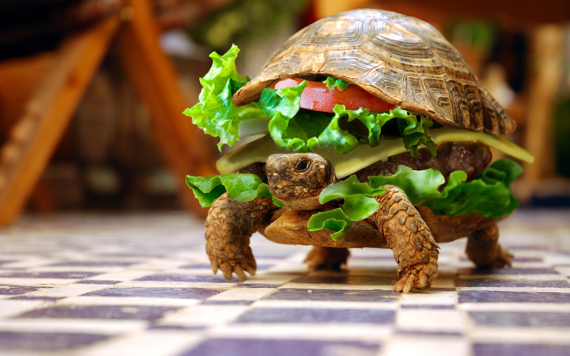 Fondo Divertido - Turtle Burger - HD Wallpaper 