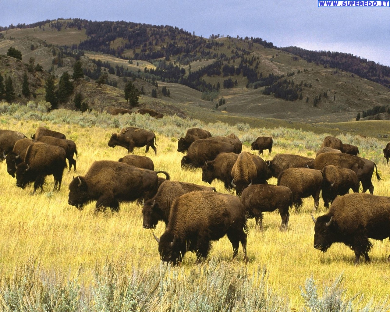 Animals Of North America - Buffalo In A Field - HD Wallpaper 