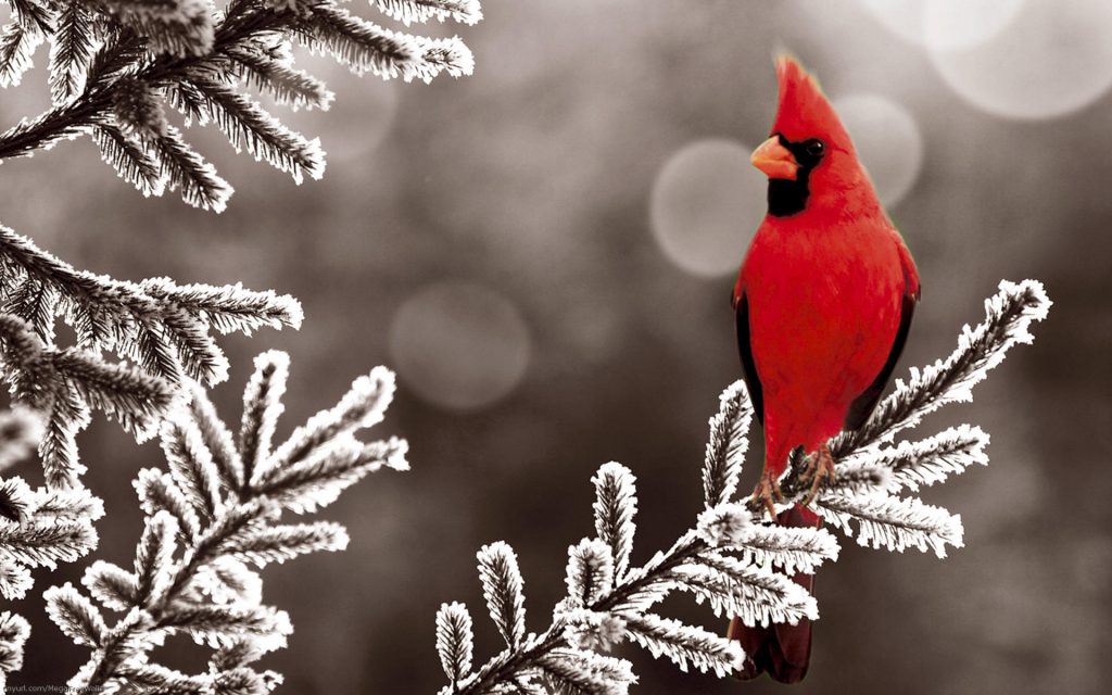Male Cardinal In Winter - HD Wallpaper 