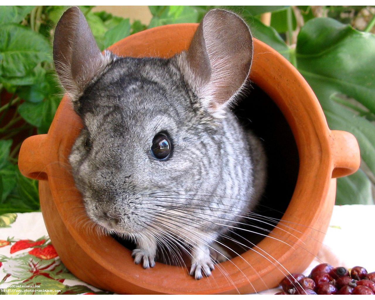 Chinchilla Sleep Lie Fluffy Hd Wallpaper Hd Images Chinchilla 1280x1024 Wallpaper Teahub Io