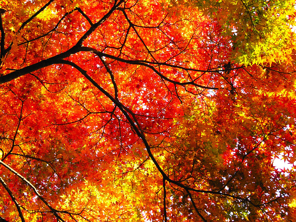 Herbst - HD Wallpaper 