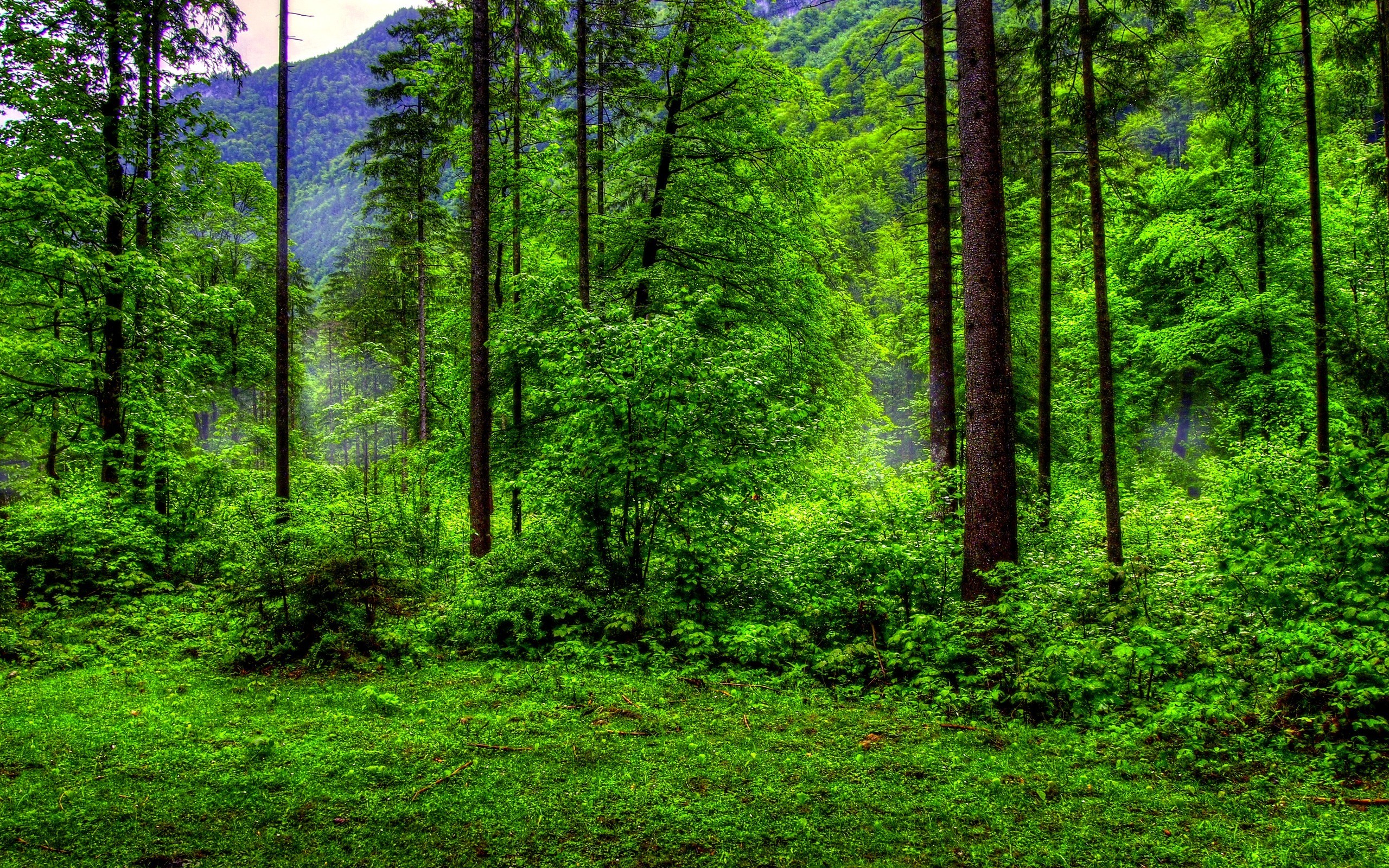 Natural Green Forest Wallpaper - Forest Green Nature Background - 2560x1600  Wallpaper 