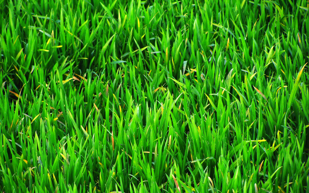 Hdq Beautiful Grass Images & Wallpapers - Green Grass Wallpaper 4k Free  Download - 1024x640 Wallpaper 