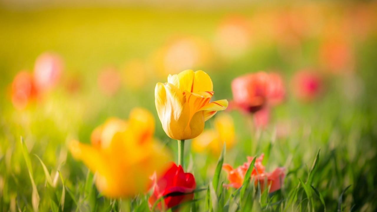 Spring Yellow Tulips Flowers Bokeh - Flower Bokeh - 1280x720 Wallpaper -  