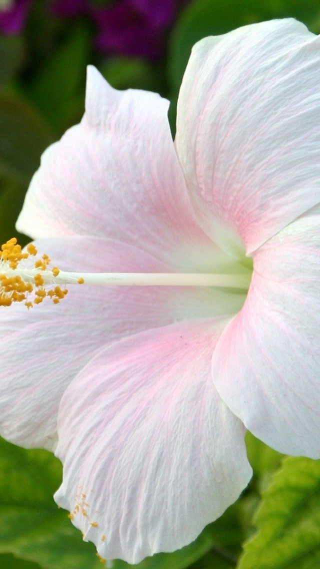 White Hibiscus - HD Wallpaper 