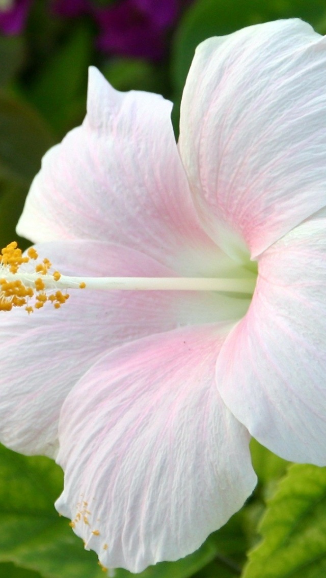 White Hibiscus - 640x1136 Wallpaper - teahub.io