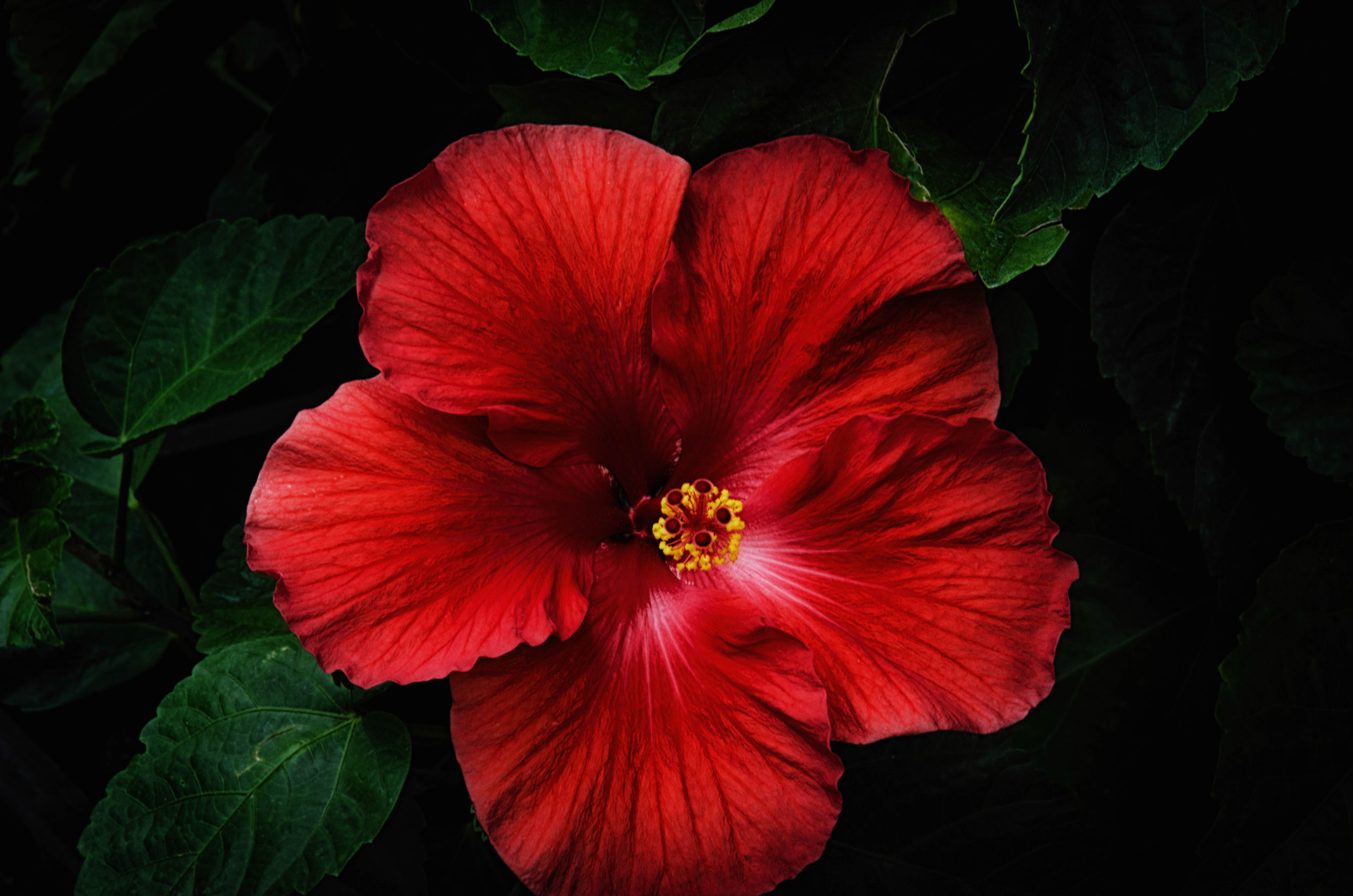 Hibiscus Hd Wallpaper Red - 4928x3264 Wallpaper - teahub.io