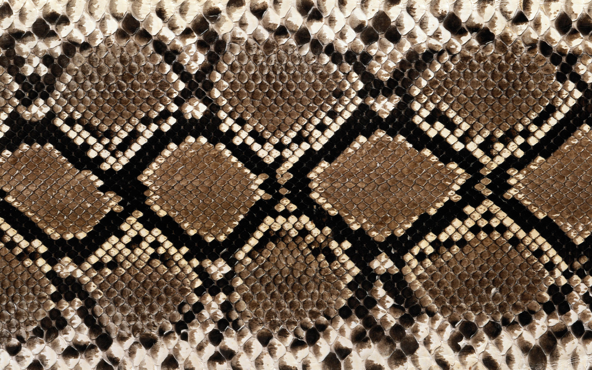Rattlesnake Texture - HD Wallpaper 