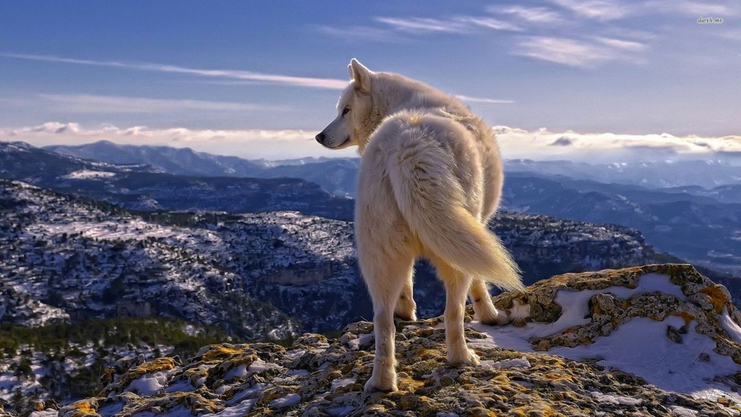 Wolf Hd Wallpapers 1080p 4k 39137 Wolf Wallpaper Hd 1080x608 Wallpaper Teahub Io