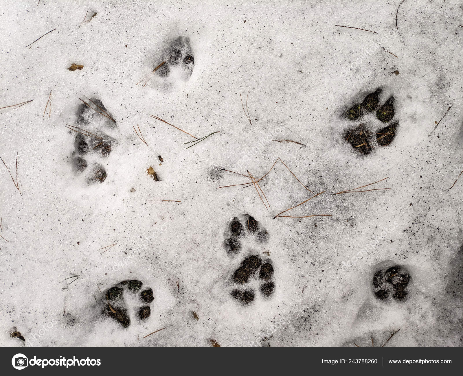 Волчий след на снегу и собачий