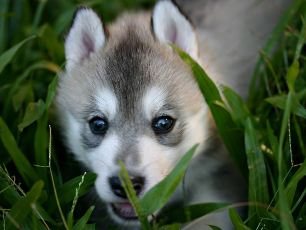 Baby Wolves - 1024x768 Wallpaper - teahub.io