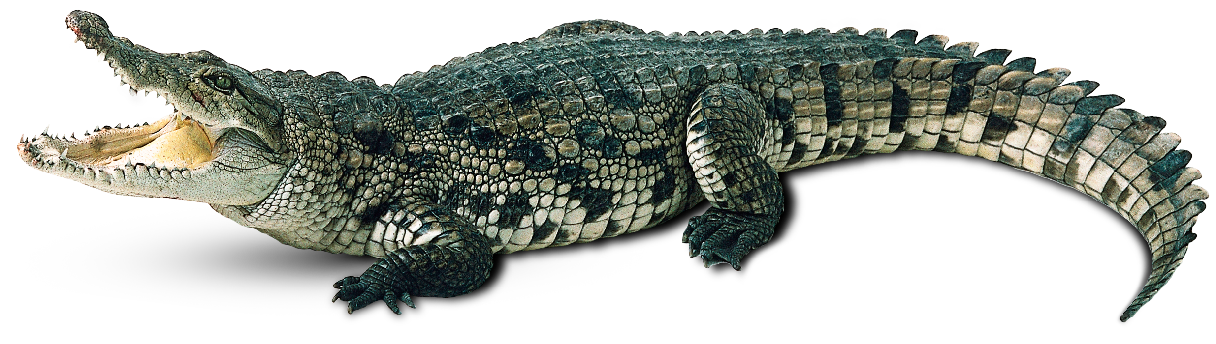 Crocodile Png - Transparent Background Crocodile Clipart Png - HD Wallpaper 