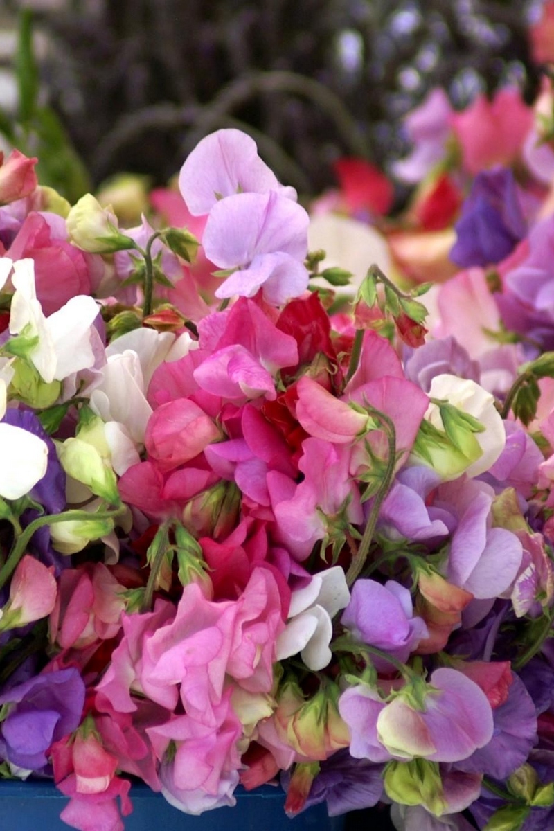 Wallpaper Sweet Pea, Colorful, Buckets, Close-up - HD Wallpaper 