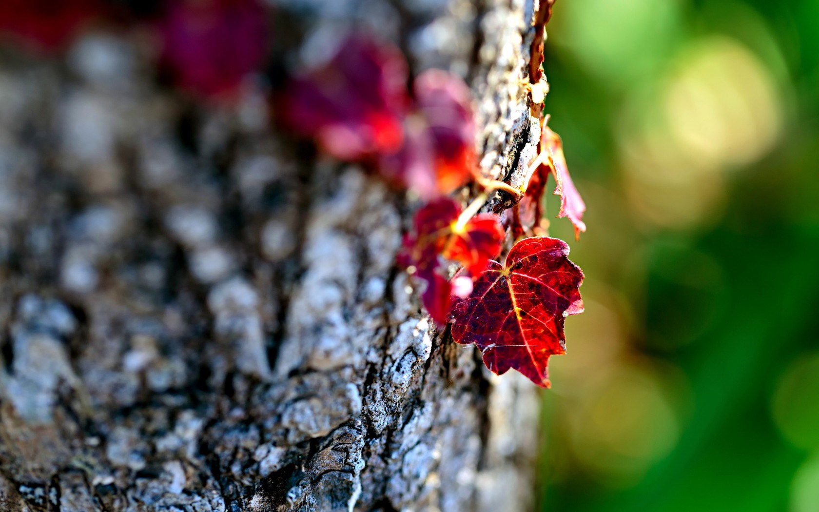 Leaves Nature Macro Focus - HD Wallpaper 