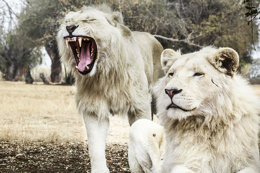 Two White Lions, Shallow Focus Photography Of Two Gray - Lion - 910x607 ...